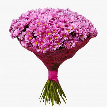 Букет Нежное Настроение. 25 розовых ромашковых Хризантем