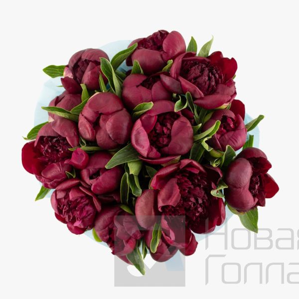 15 бордовых пионов в розовой шляпной коробке №760