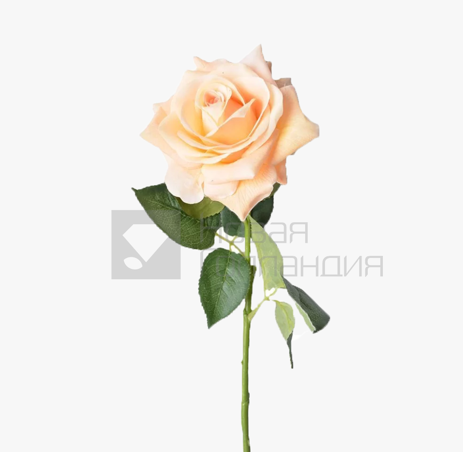 *Персиковая роза поштучно 50 см