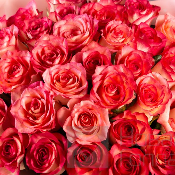 Букет 35 розовых роз 40 см